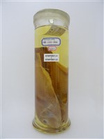 藏品(藍豬齒魚)的圖片
